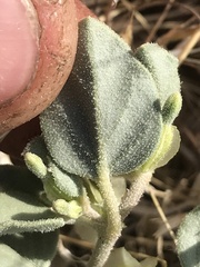 Acleisanthes nevadensis