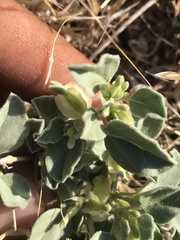 Acleisanthes nevadensis