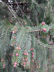 Picea abies