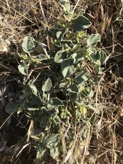 Acleisanthes nevadensis