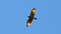 Rupornis magnirostris
