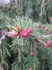 Picea abies