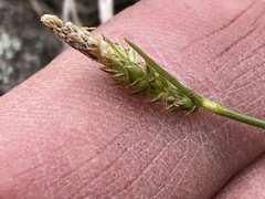 Carex tonsa