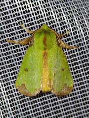 Parasa mossica