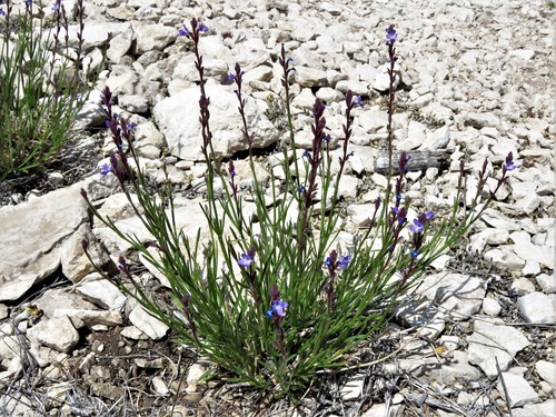 Image of Verbena perennis by (c) Annika Lindqvist, some rights reserved (CC BY)
