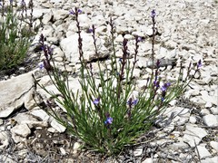 Verbena perennis