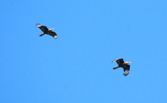Caracara plancus