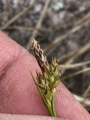 Carex tonsa