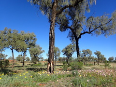 Allocasuarina decaisneana
