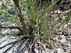 Verbena perennis