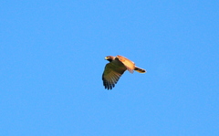 Rupornis magnirostris