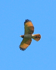 Rupornis magnirostris