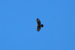 Parabuteo unicinctus