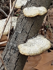 Polyporaceae