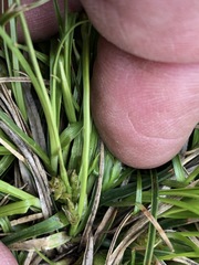 Carex tonsa