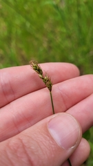 Carex tumulicola