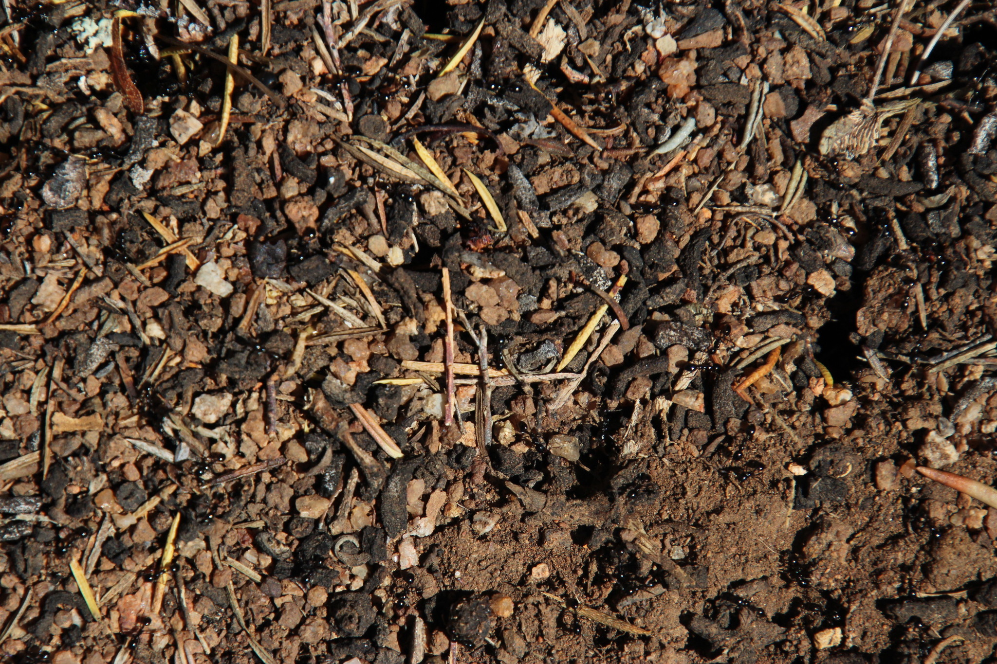 Monomorium fridae