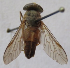 Tabanus occidentalis dorsovittatus