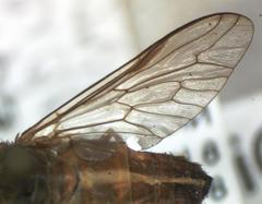 Tabanus occidentalis dorsovittatus