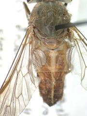 Tabanus occidentalis dorsovittatus