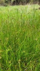 Carex tumulicola