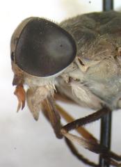 Tabanus occidentalis dorsovittatus