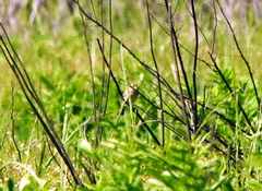 Passeriformes