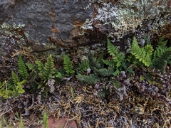 Myriopteris intertexta