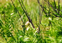 Passeriformes