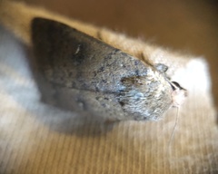 Proteuxoa hypochalchis