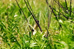 Passeriformes
