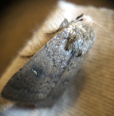 Proteuxoa hypochalchis