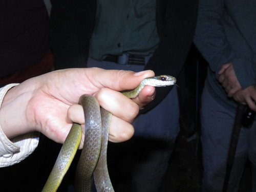 Drymoluber dichrous