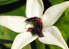 Astylus quadrilineatus