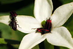 Astylus quadrilineatus