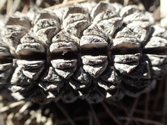 Allocasuarina decaisneana