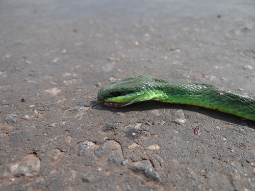 Philodryas olfersii