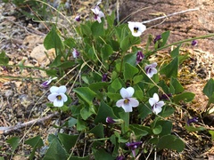 Viola cuneata