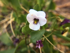 Viola cuneata