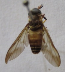Dichelacera scapularis