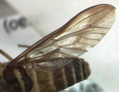 Dichelacera scapularis