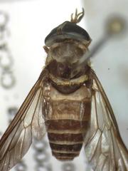 Dichelacera scapularis