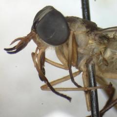 Dichelacera scapularis