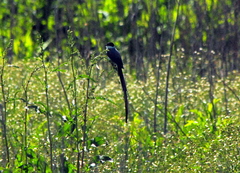 Tyrannus savana