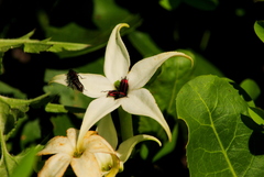 Jaborosa integrifolia