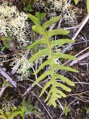 Polypodium calirhiza image