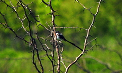 Tyrannus savana