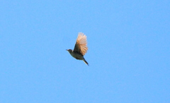 Anthus