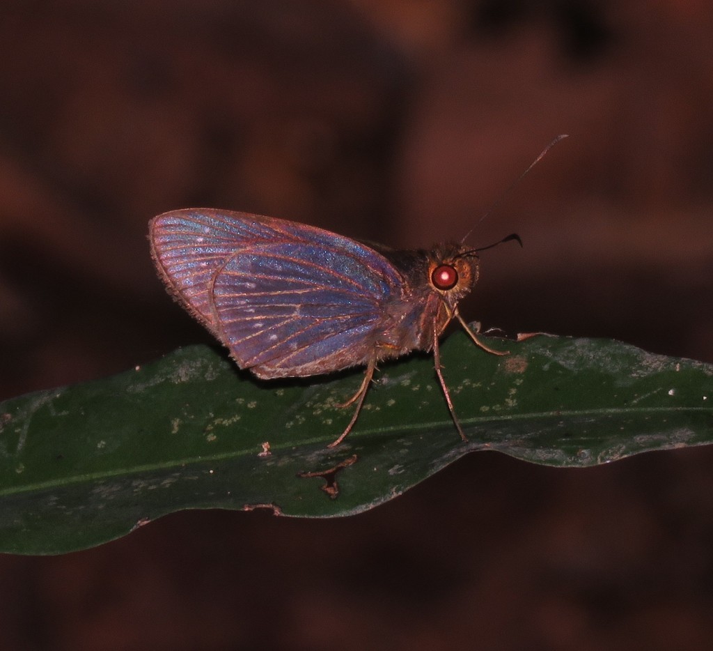 Venas caerulans