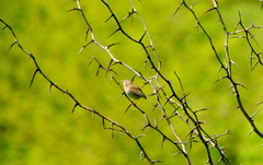 Anthus